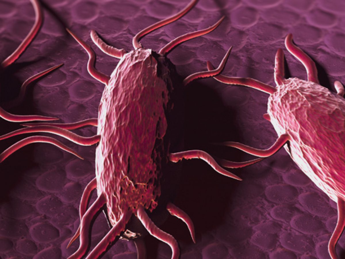 28 Feiten Over Listeria