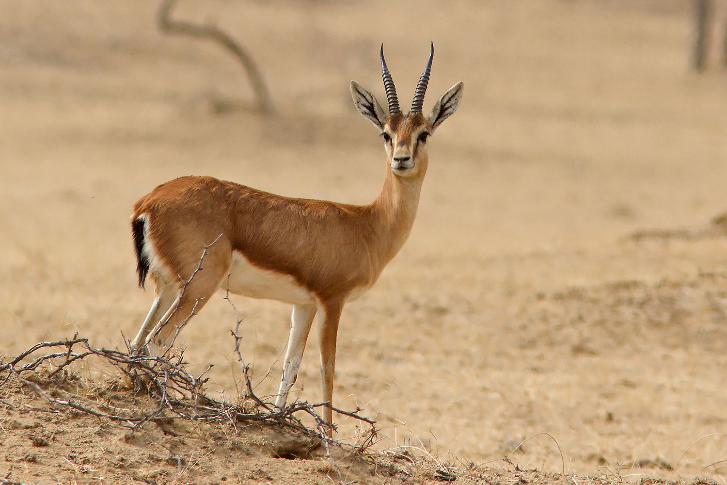 29 Feiten Over Gazelle