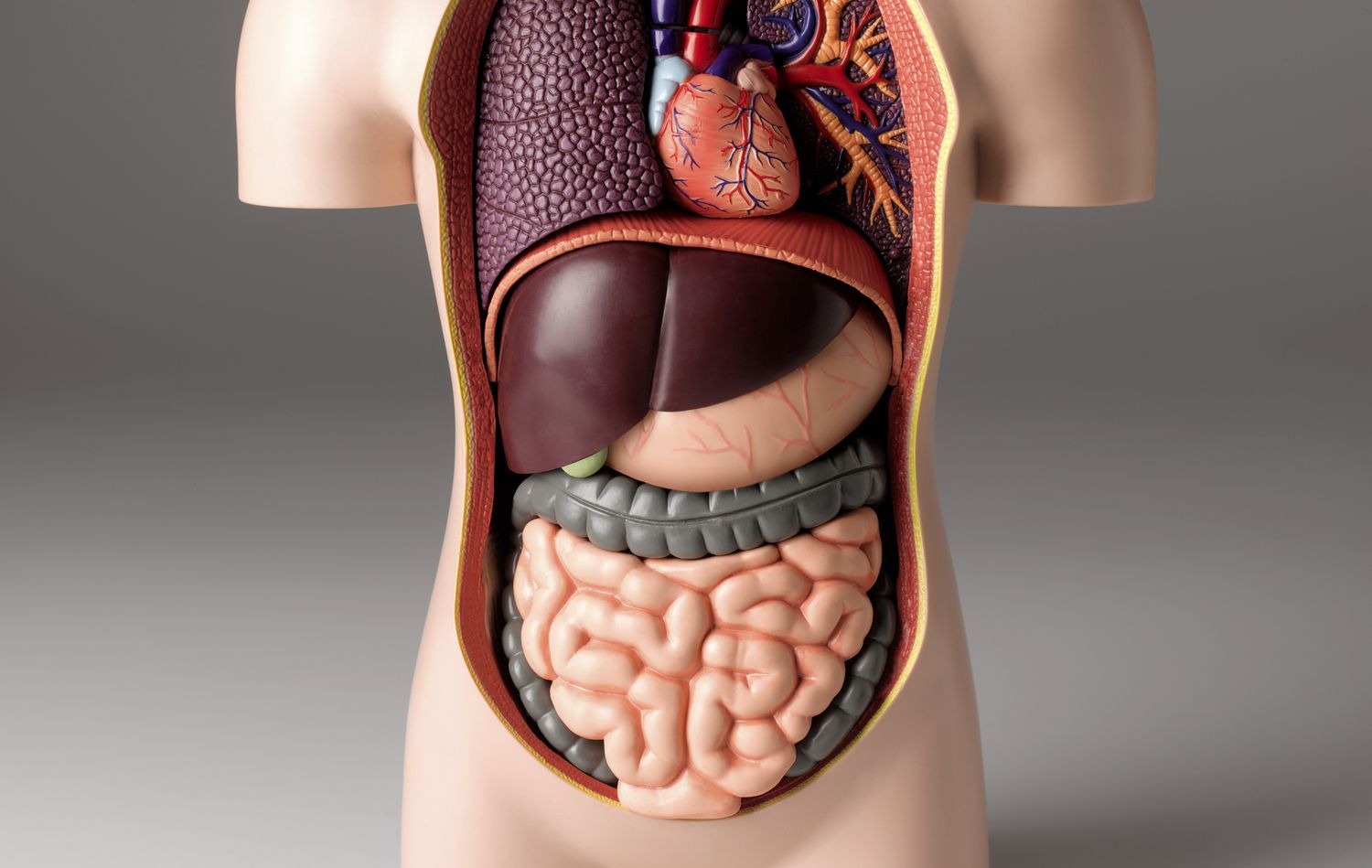 30 Feiten Over Menselijke Anatomie