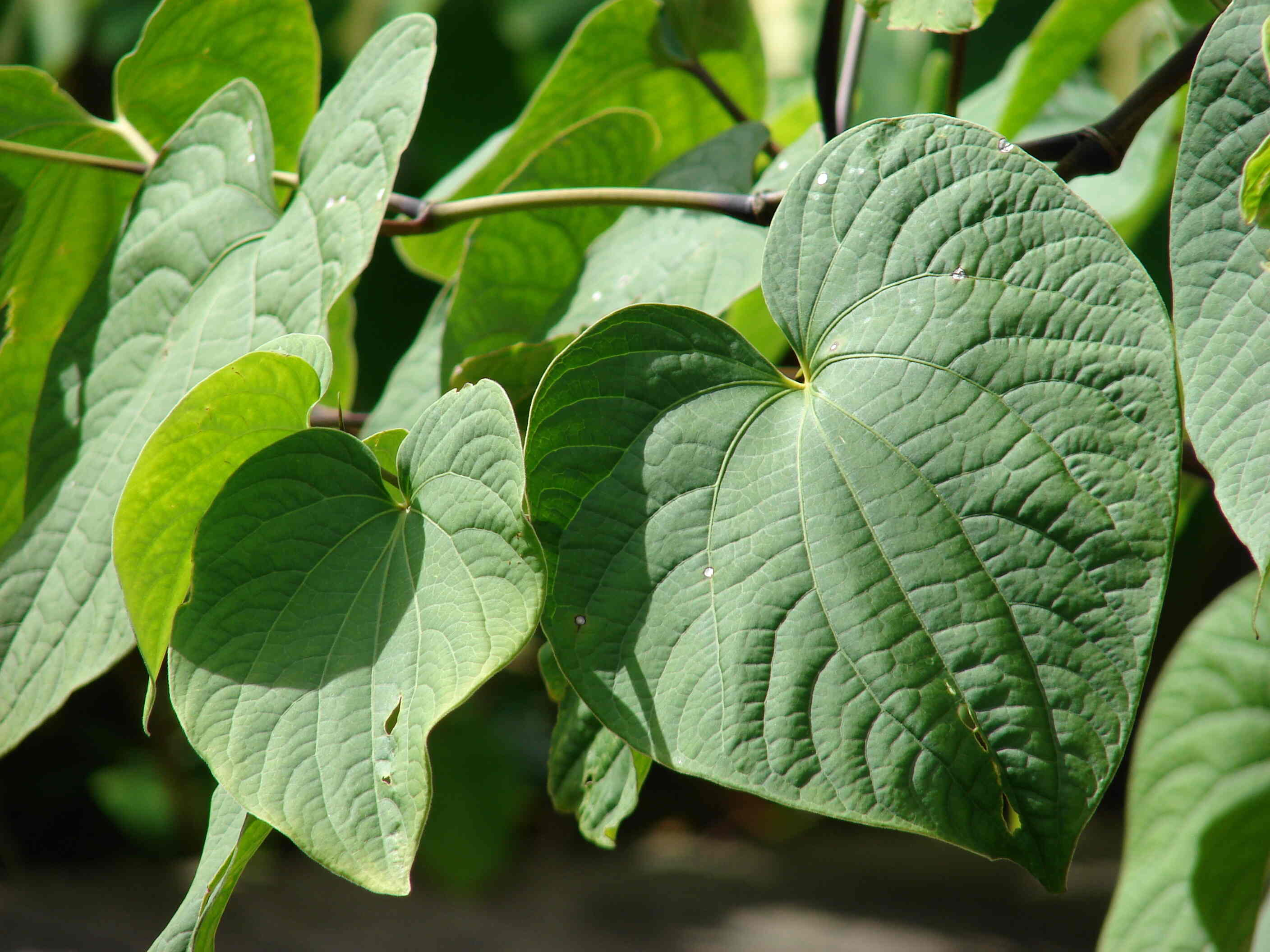 30 Feiten Over Kava