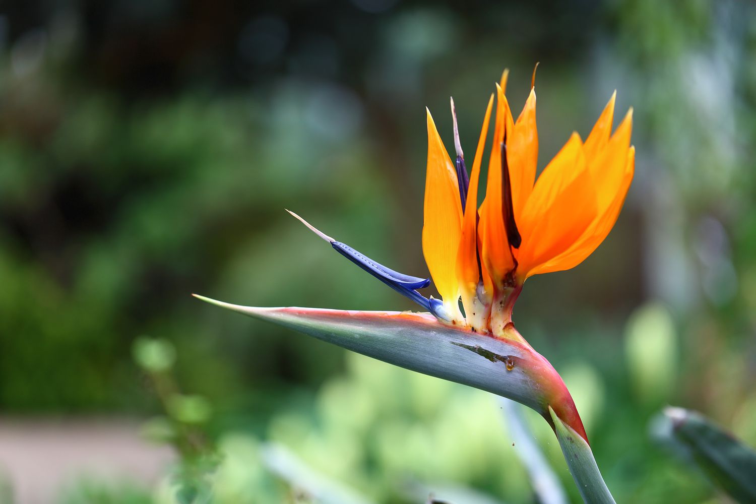 35 Feiten Over Bloem