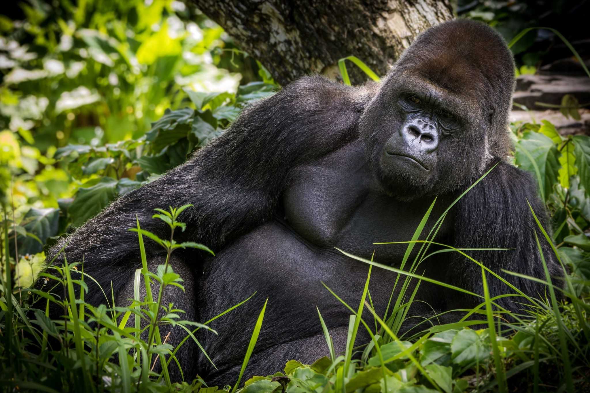36 Feiten Over Gorilla