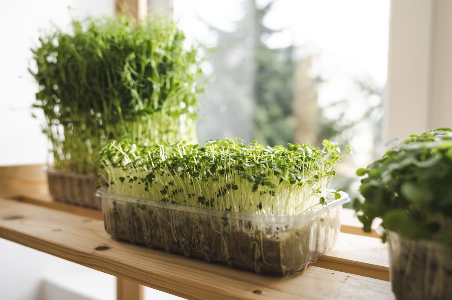 37 Feiten Over Microgroenten