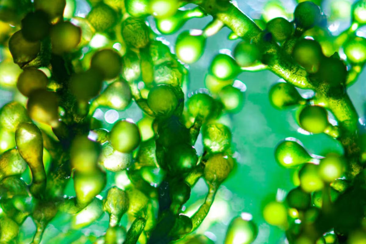 40 Feiten Over Spirulina